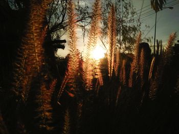 Close-up of cactus plants during sunset