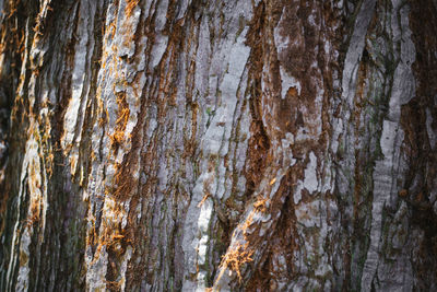 Full frame shot of tree trunk