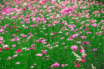 Close-up of pink flowering plants on field