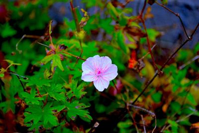 Close-up of pink flower