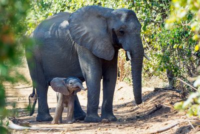 Elephant with calf standing at forest