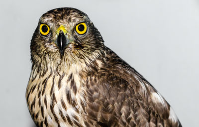 Close-up of eagle