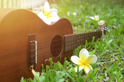 Close-up of white flower on field