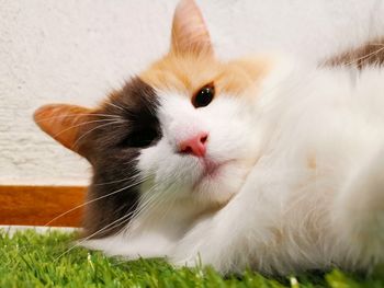 Close-up portrait of cat lying on grass