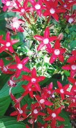 Close-up of red flower