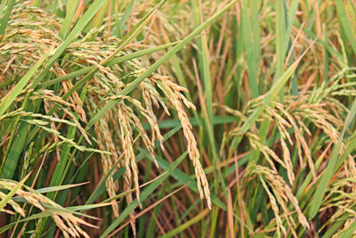 Full frame shot of corn field