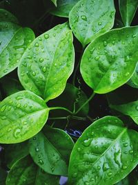 Full frame shot of wet leaves