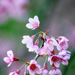 Close-up of pink cherry blossoms