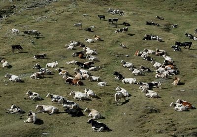 A herd of cows lying in the sun in a pasture, italian alps, pontechianale, piedmont, italy


