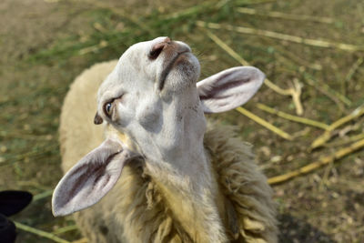 Close-up of an animal on field