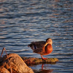 Bird perching on rock by lake