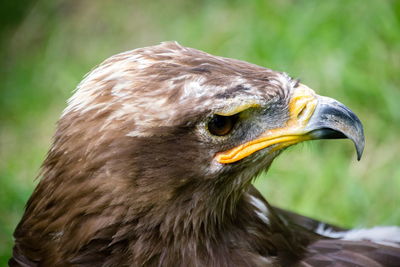 Close-up of owl