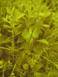 High angle view of plant growing on field