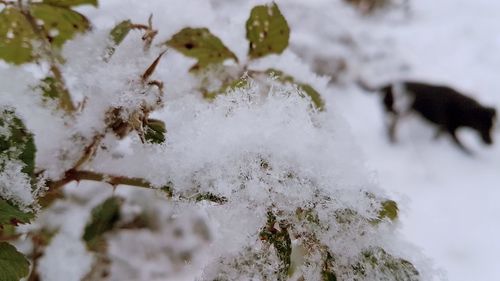 Close-up of dog during winter