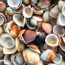 Full frame shot of shells