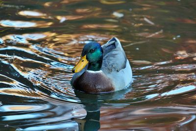 Duck swimming in lake