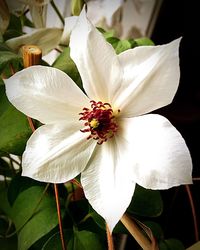 Close-up of white flower