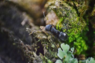 Close-up of insect