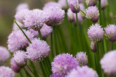 Close-up of onion flowers