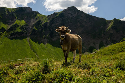Sheep grazing on field against mountain
