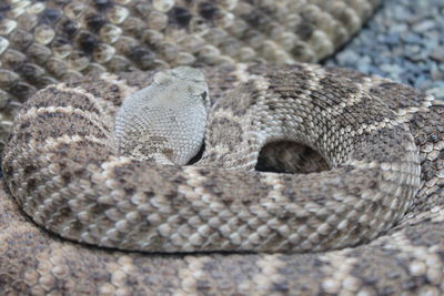 Close-up of rattlesnake