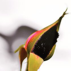 Close-up of flower over white background