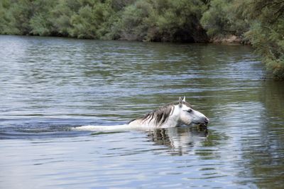 Duck swimming in lake