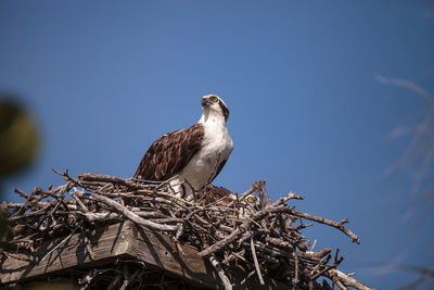 Low angle view of bird perching on tree against sky