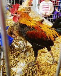 Close-up of rooster in cage
