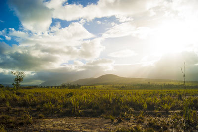 Scenic view of agricultural field against sky
