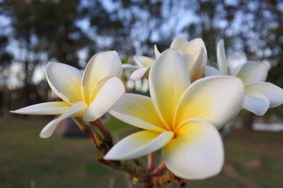 Close-up of white frangipani flowers in park