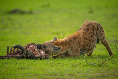 Spotted hyena chews carcase on grassy plain