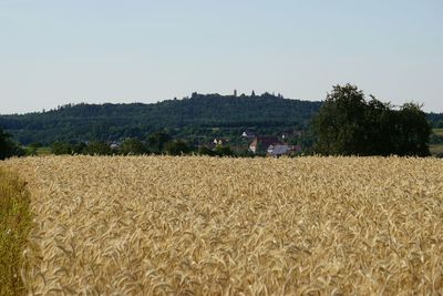 Scenic view of field against clear sky