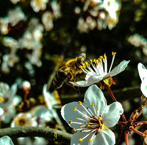 Close-up of butterfly pollinating on flower