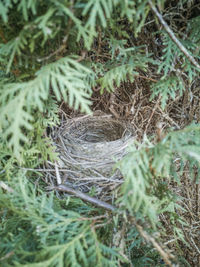 High angle view of nest on field