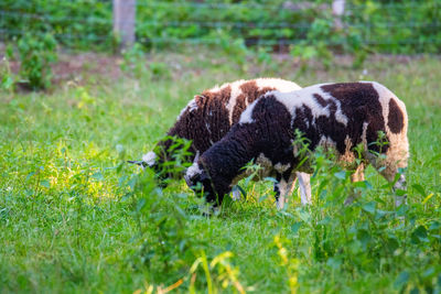 Sheep grazing in a field