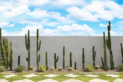 Cactus growing on field against sky