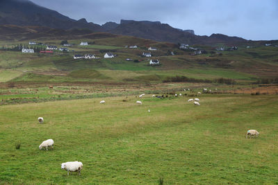 Sheep grazing in pasture