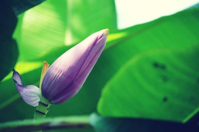 Close-up of purple lily