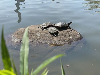 High angle view of bird swimming in lake