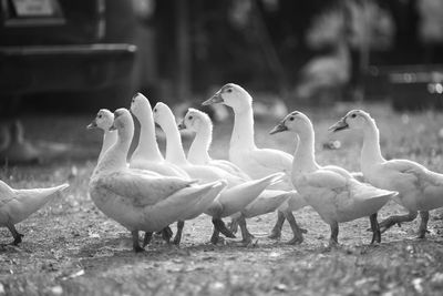 Geese walking together on land during sunny day