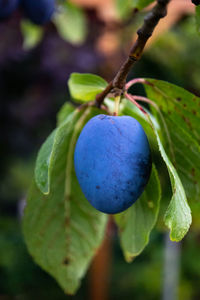 Close-up of fruit growing on tree