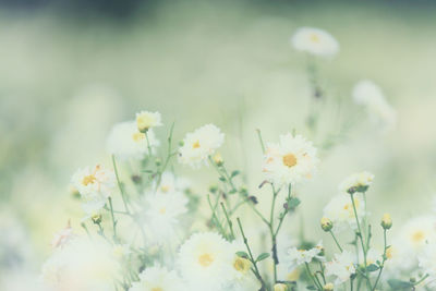 Close-up of white flowering plant on field