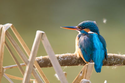 Close-up of bird perching on wood