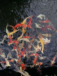 High angle view of koi carps swimming in lake