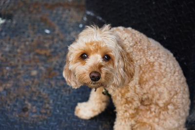 High angle view of portrait of dog