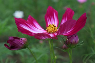 Close-up of pink cosmos flower