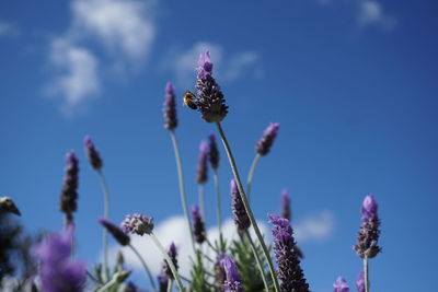 Close-up of thistle blooming against blue sky