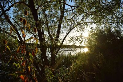Trees growing by lake against bright sun