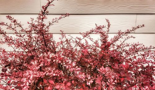 Low angle view of pink flowers